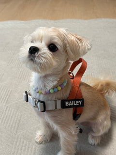 Bailey