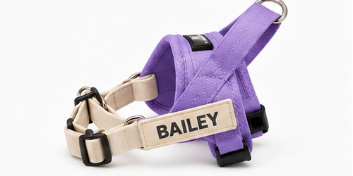 Harness