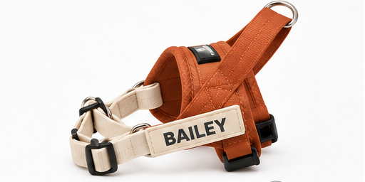 Harness