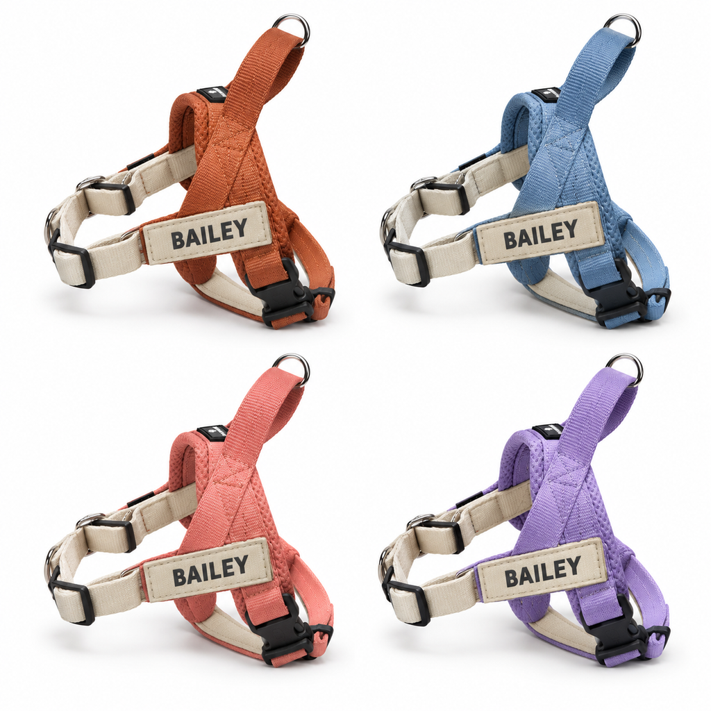 Paw Mong harness – four colour concept mockup; illustrative, not final product photography